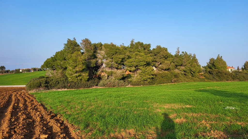 Land in Kassandra, Chalkidiki, Greece – 52622