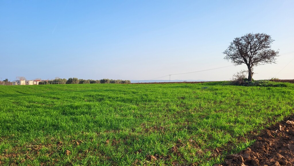 Land in Kassandra, Chalkidiki, Greece – 52622