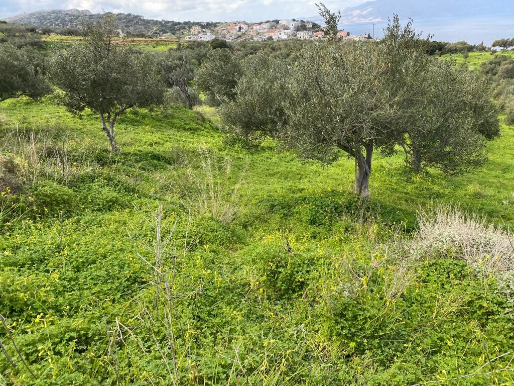 Land in Kolimvari, Chania Prefecture, Greece – 52547