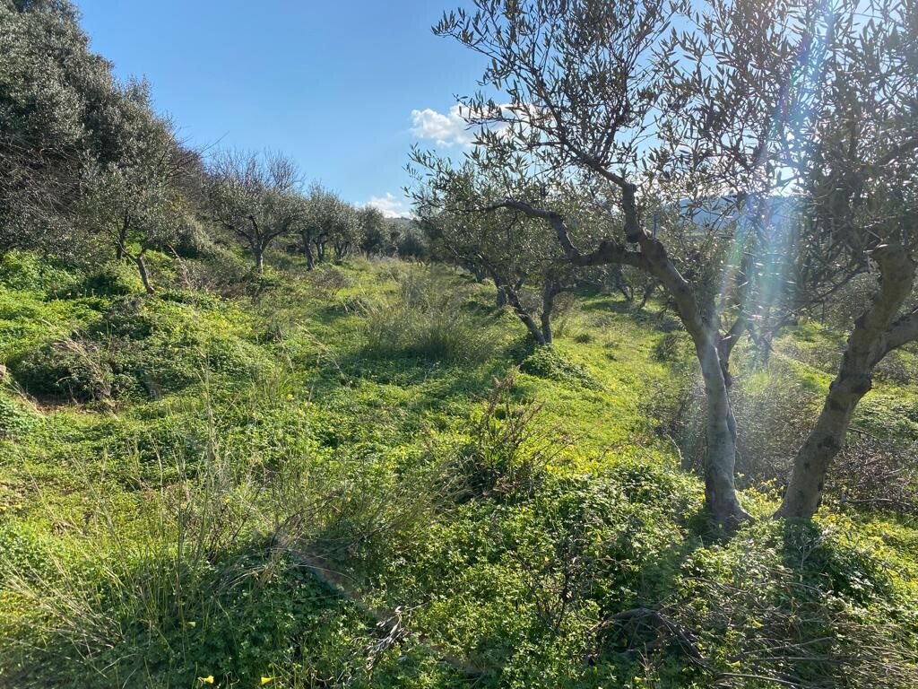 Land in Kolimvari, Chania Prefecture, Greece – 52546