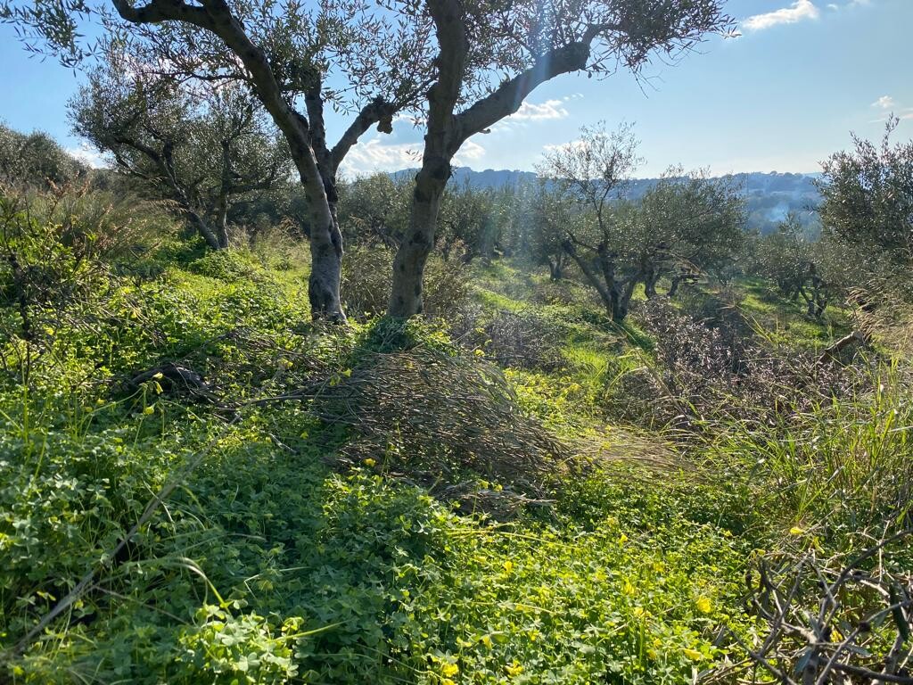 Land in Kolimvari, Chania Prefecture, Greece – 52546