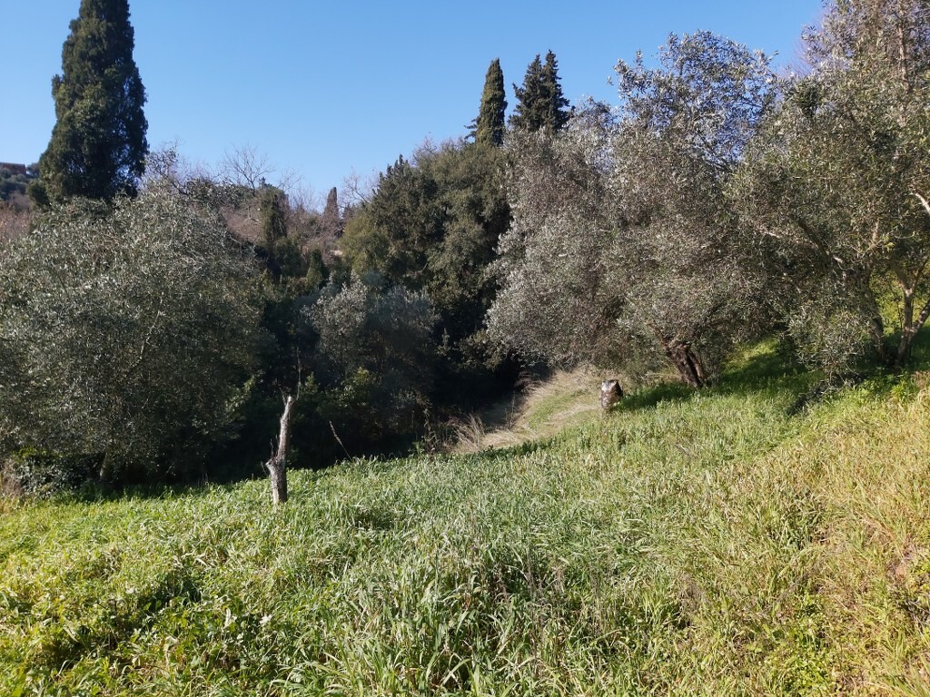Land in Corfu, Corfu Prefecture, Greece – 52412