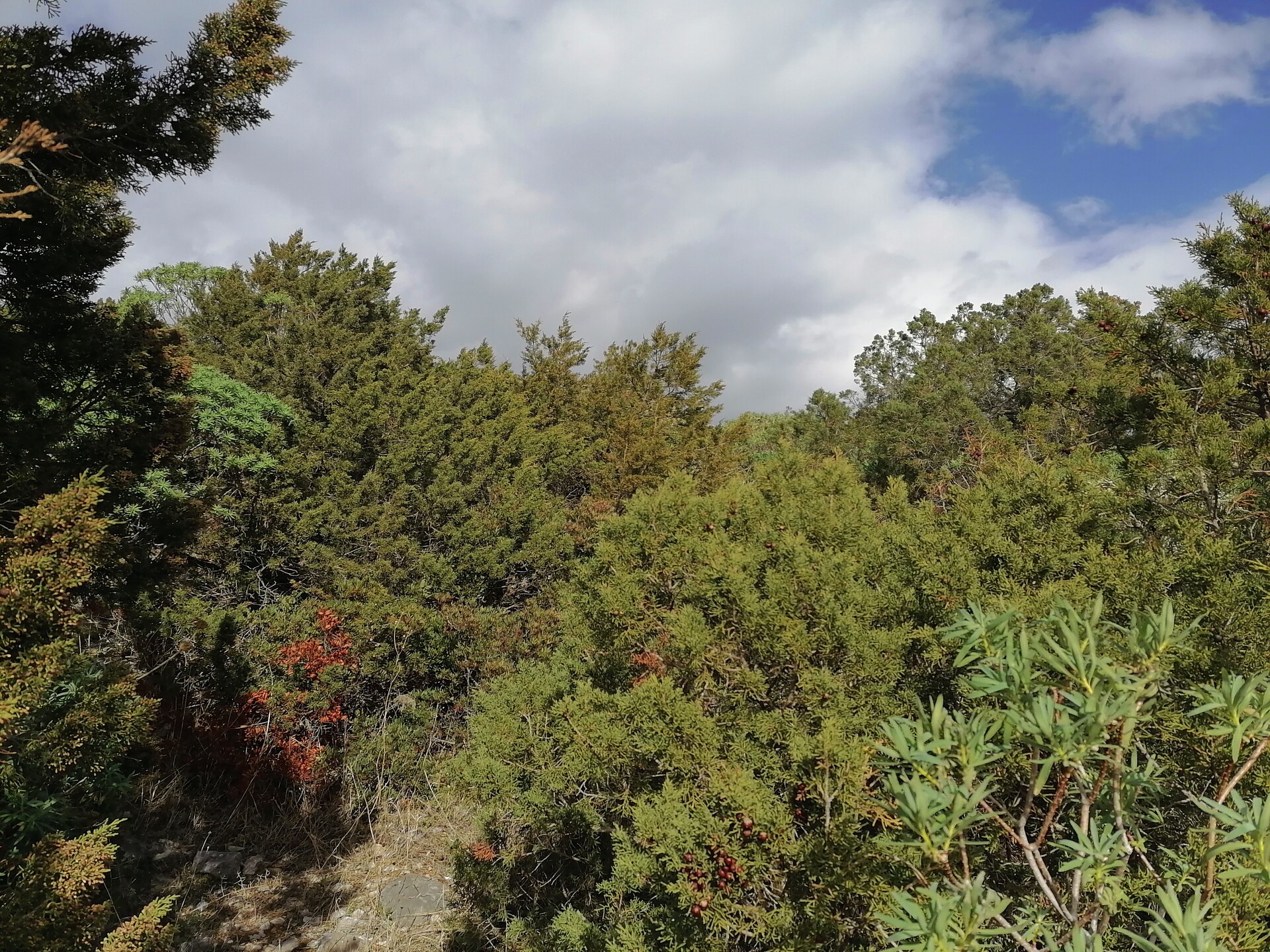 Land in Attica, Rest Of Attica, Greece – 52393