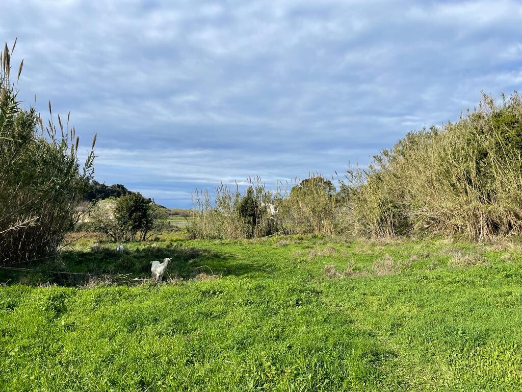 Land in Corfu, Corfu Prefecture, Greece – 52116