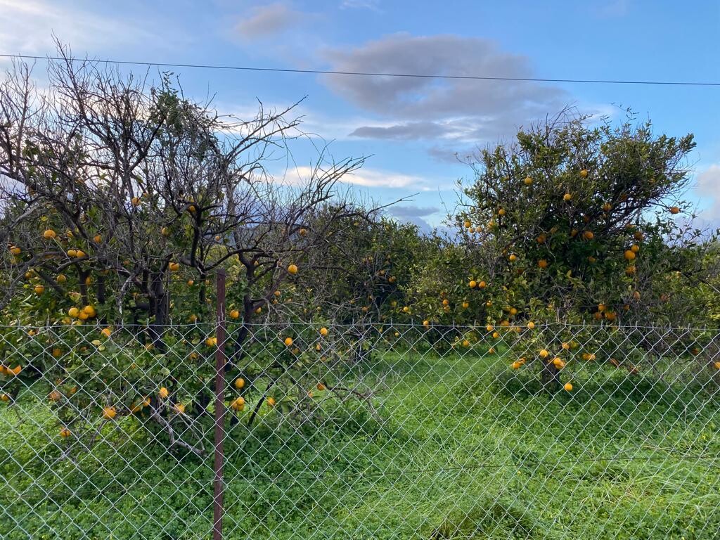 Land in Therisos, Chania Prefecture, Greece – 52112