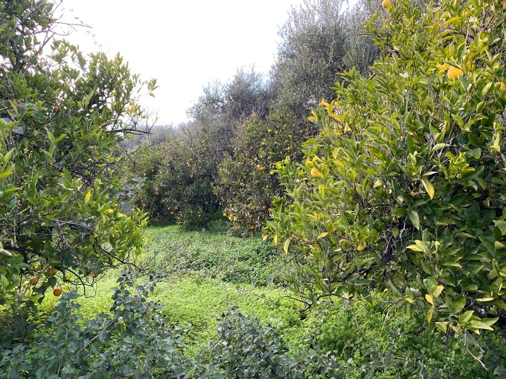 Land in Therisos, Chania Prefecture, Greece – 52112