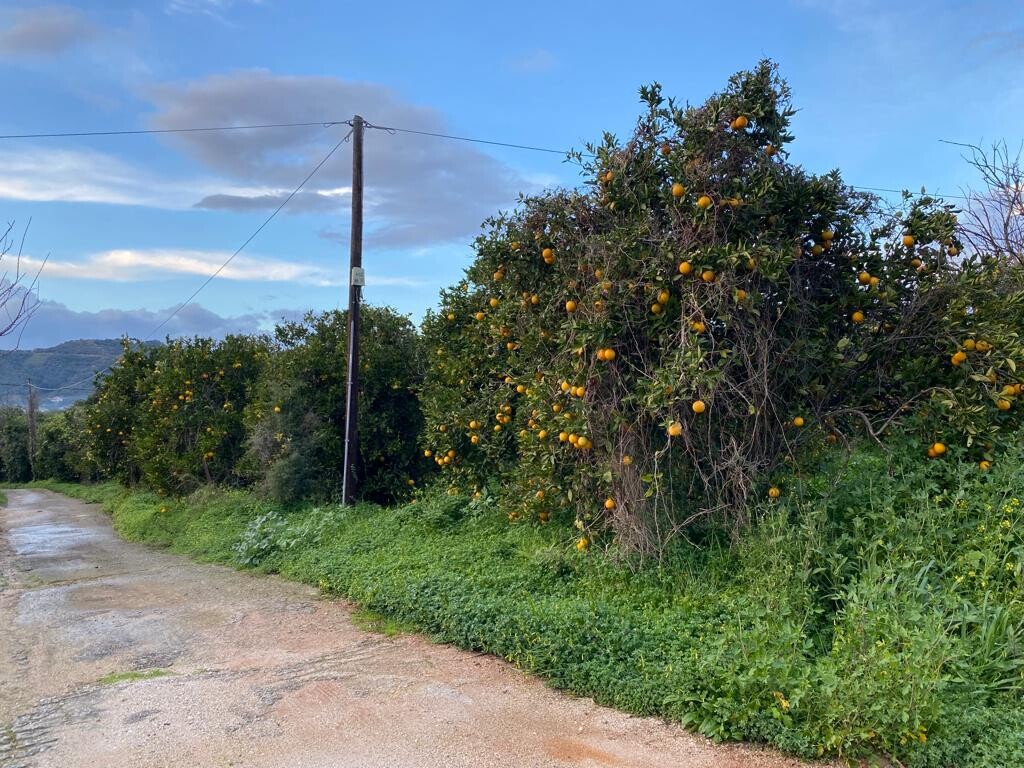 Land in Therisos, Chania Prefecture, Greece – 52112