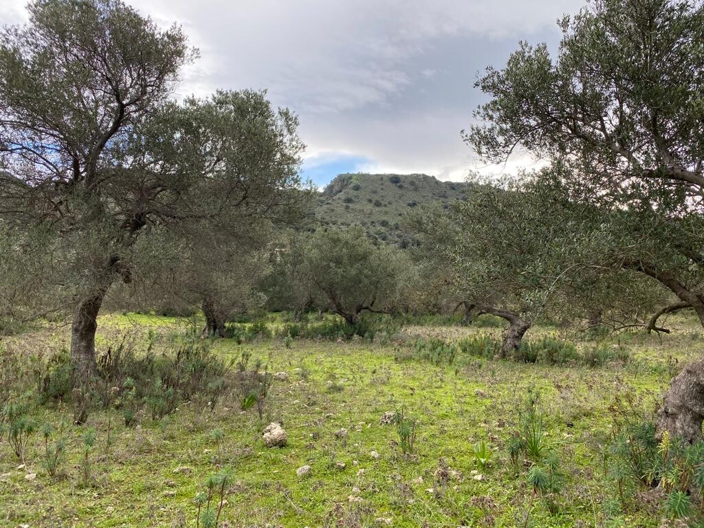Land in Vamos, Chania Prefecture, Greece – 52111