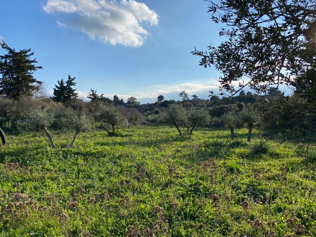 Land in Vamos, Chania Prefecture, Greece – 52064