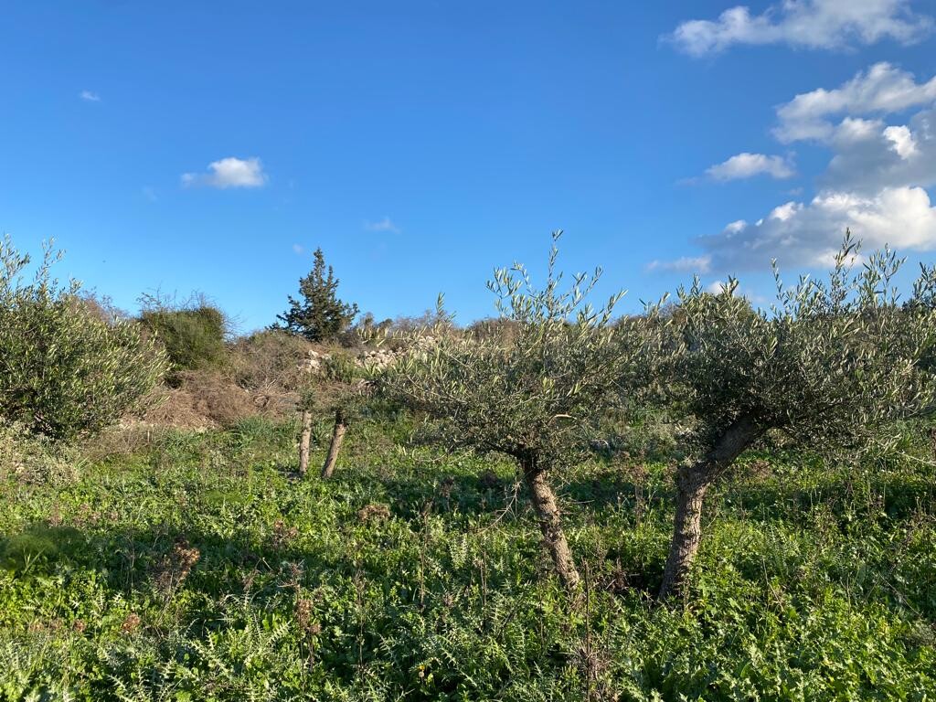 Land in Vamos, Chania Prefecture, Greece – 52064