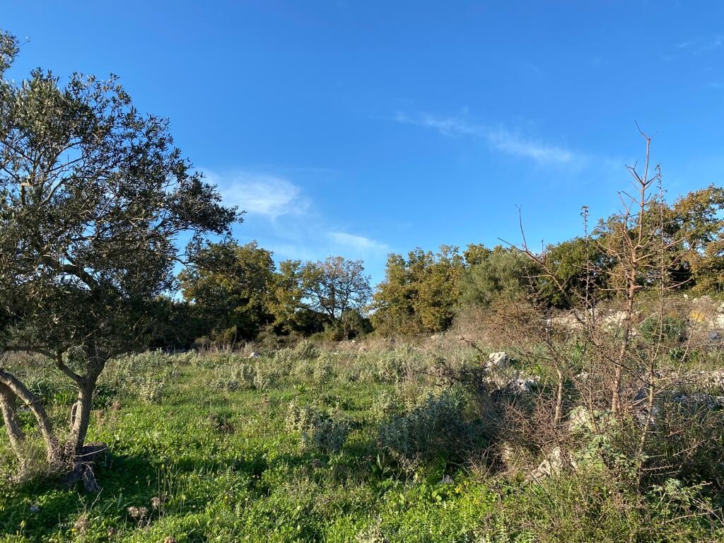 Land in Vamos, Chania Prefecture, Greece – 52064