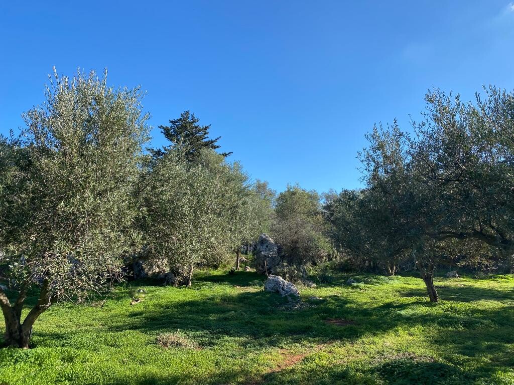 Land in Vamos, Chania Prefecture, Greece – 52039
