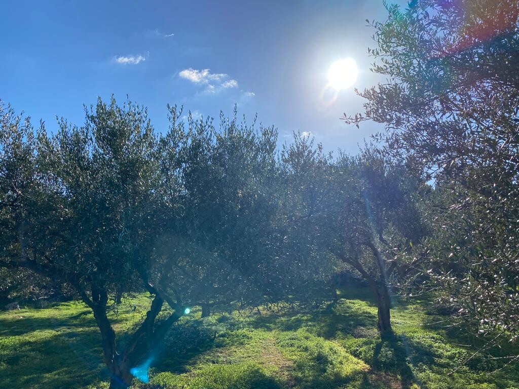 Land in Vamos, Chania Prefecture, Greece – 52039