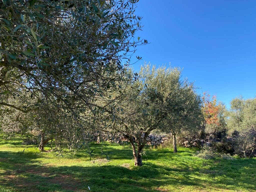 Land in Vamos, Chania Prefecture, Greece – 52039