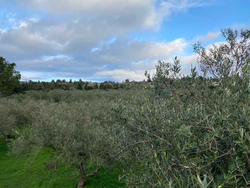 Land in Vamos, Chania Prefecture, Greece – 51904