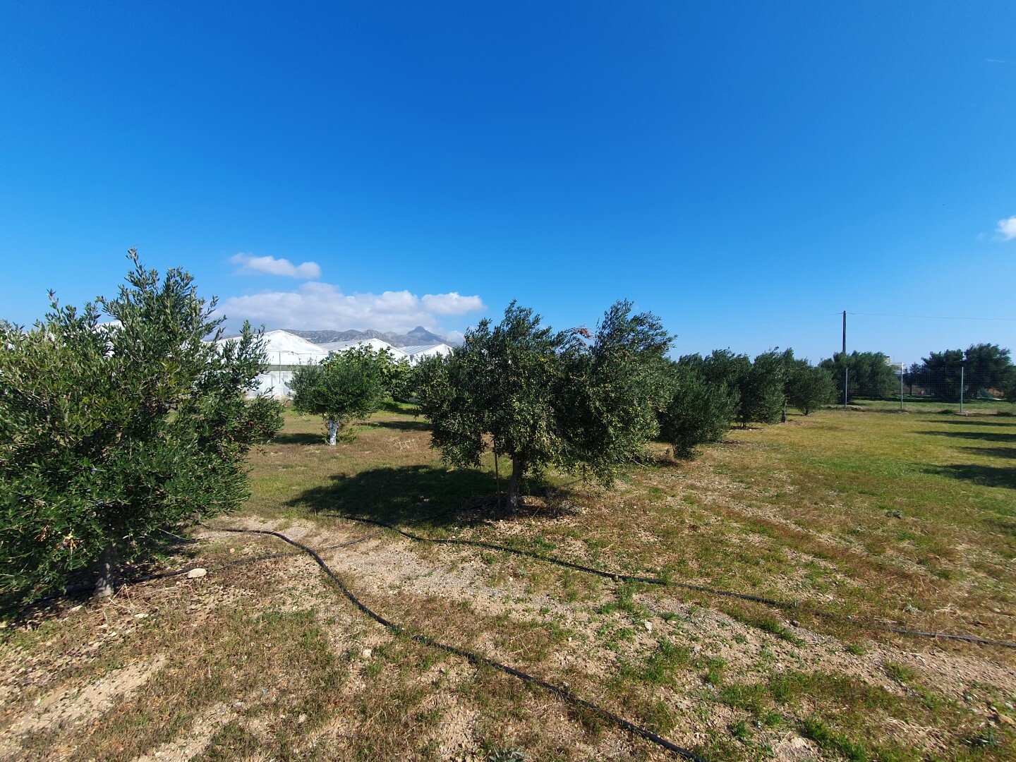 Business in Ierapetra, Lasithi Prefecture, Greece – 51579