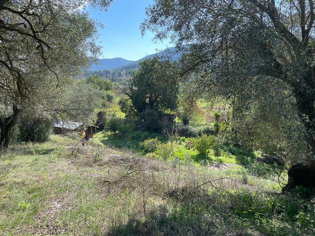 Land in Corfu, Corfu Prefecture, Greece – 51486
