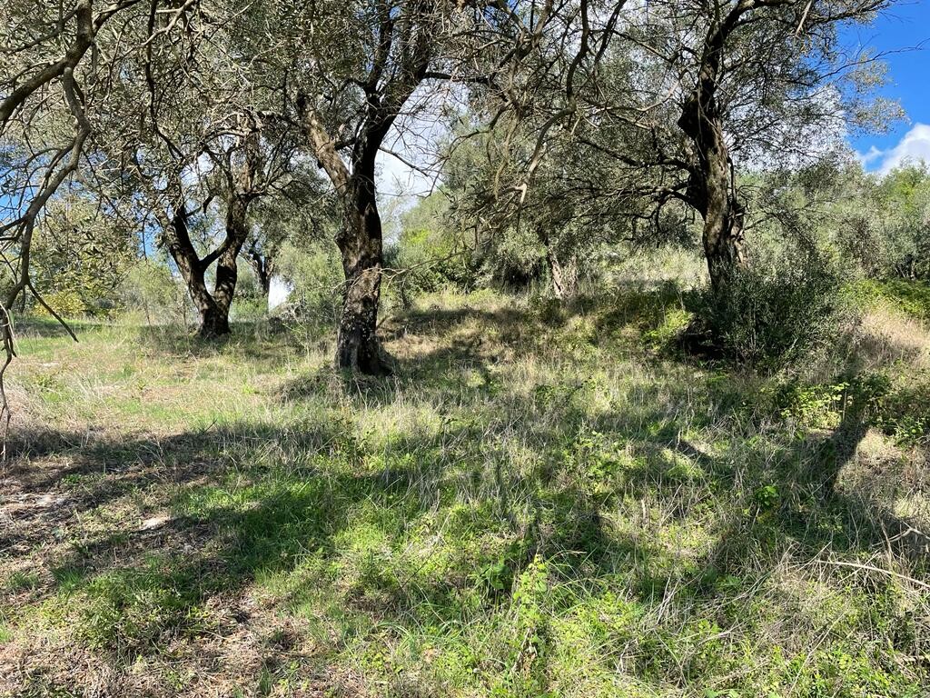 Land in Corfu, Corfu Prefecture, Greece – 51486