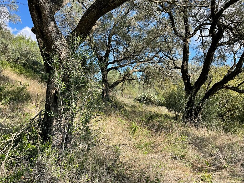 Land in Corfu, Corfu Prefecture, Greece – 51486