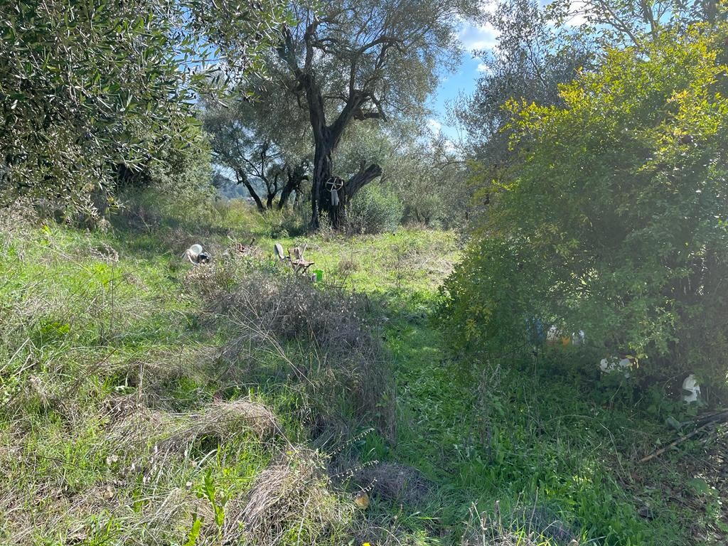 Land in Corfu, Corfu Prefecture, Greece – 51486