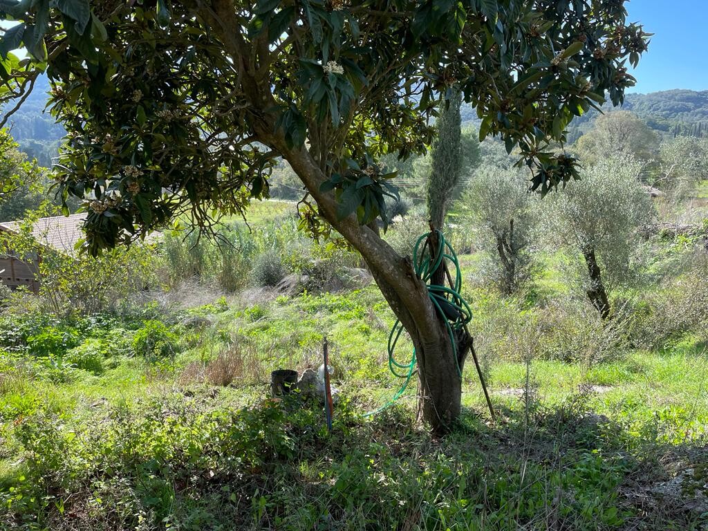 Land in Corfu, Corfu Prefecture, Greece – 51486