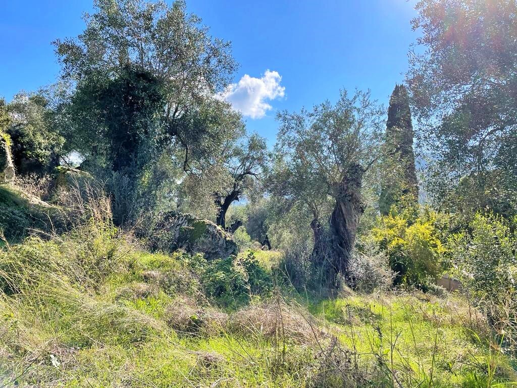 Land in Corfu, Corfu Prefecture, Greece – 51486