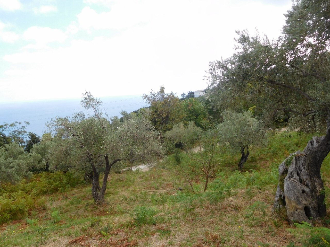 Land in Volos/Pilio, Magnesia, Greece – 51479
