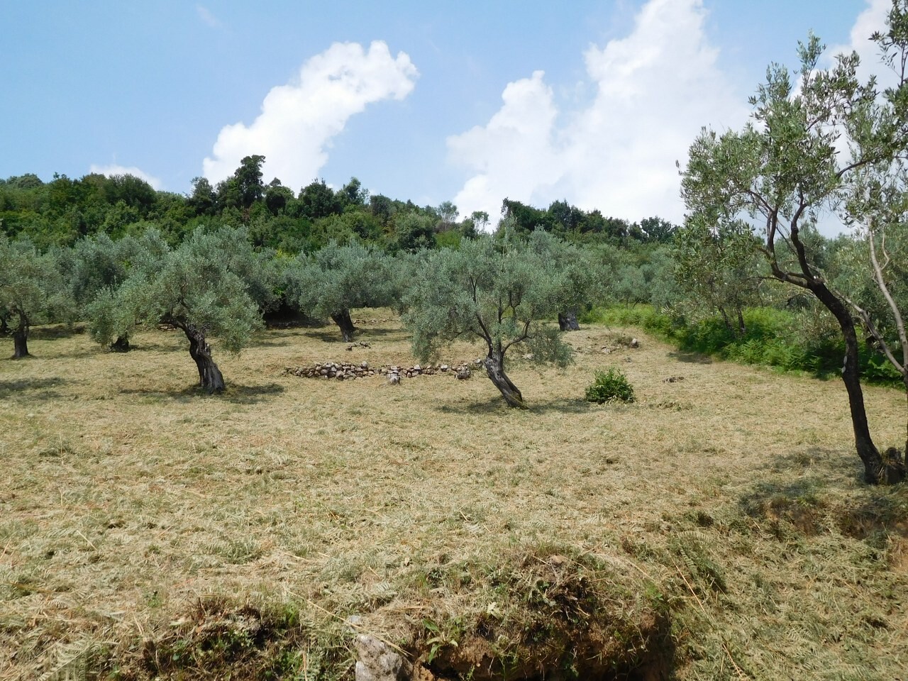 Land in Volos/Pilio, Magnesia, Greece – 51479