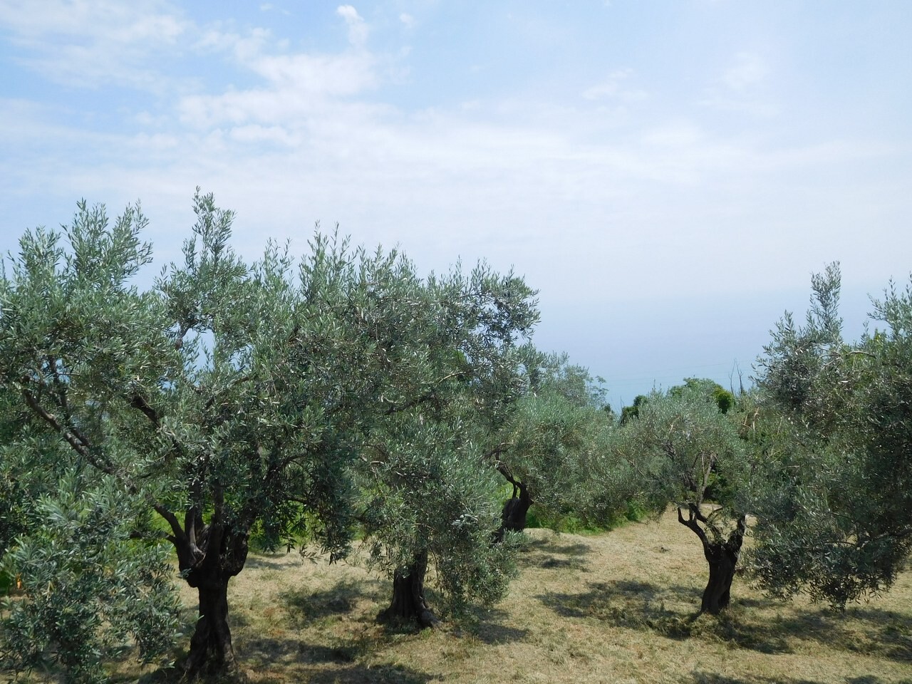 Land in Volos/Pilio, Magnesia, Greece – 51479