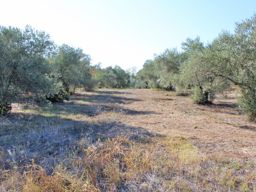 Land in Pidna, Pieria Prefecture, Greece – 51390