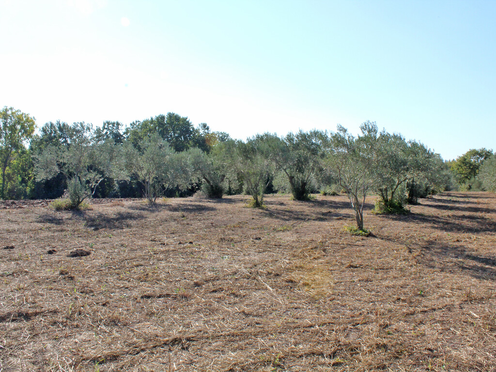 Land in Pidna, Pieria Prefecture, Greece – 51390