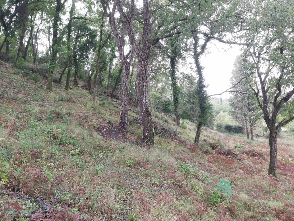 Land in Corfu, Corfu Prefecture, Greece – 51329