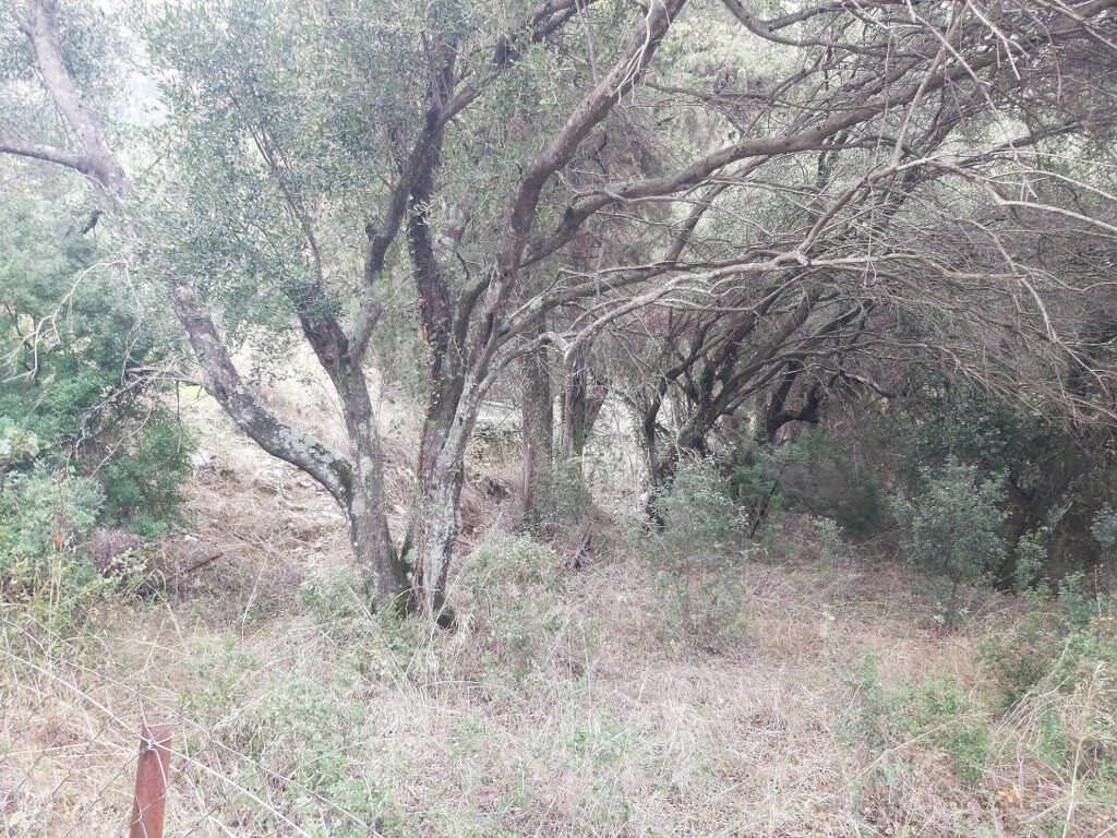 Land in Corfu, Corfu Prefecture, Greece – 51328