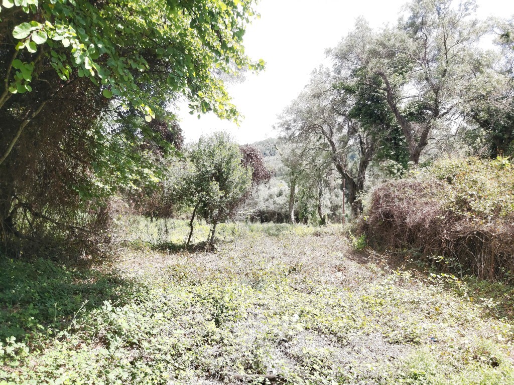 Land in Corfu, Corfu Prefecture, Greece – 51327