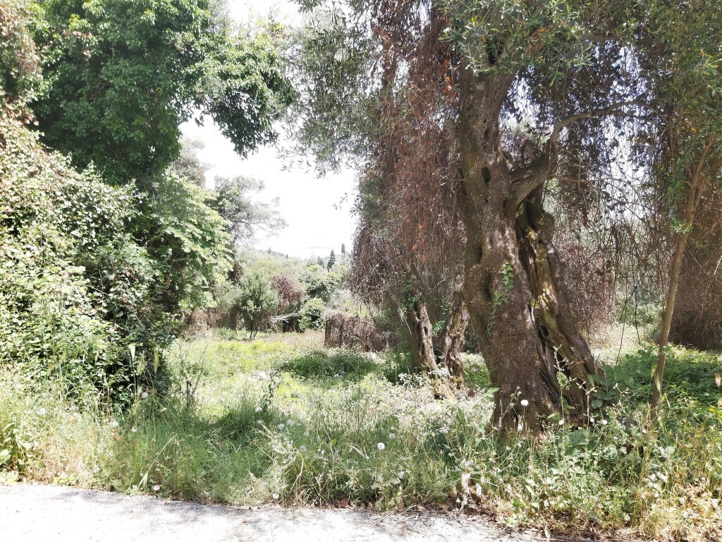 Land in Corfu, Corfu Prefecture, Greece – 51327