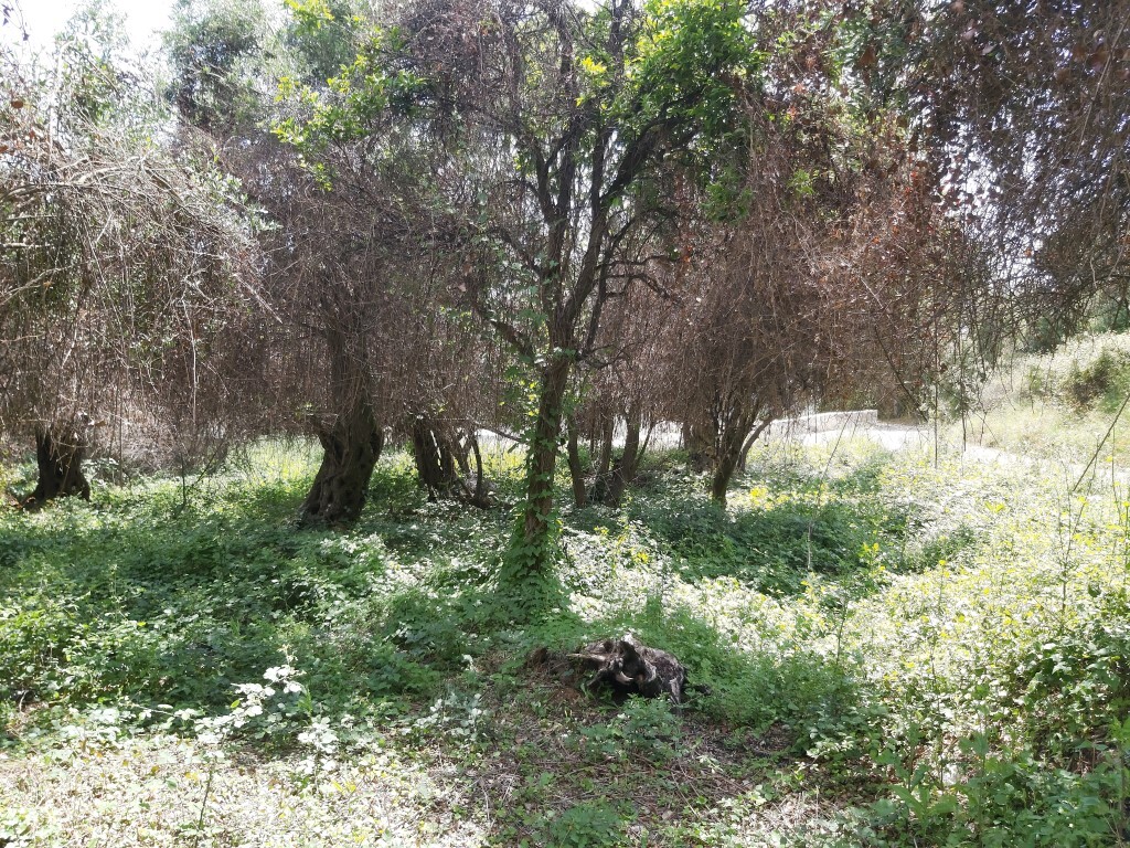 Land in Corfu, Corfu Prefecture, Greece – 51327