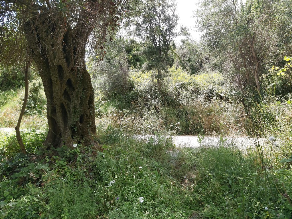Land in Corfu, Corfu Prefecture, Greece – 51327