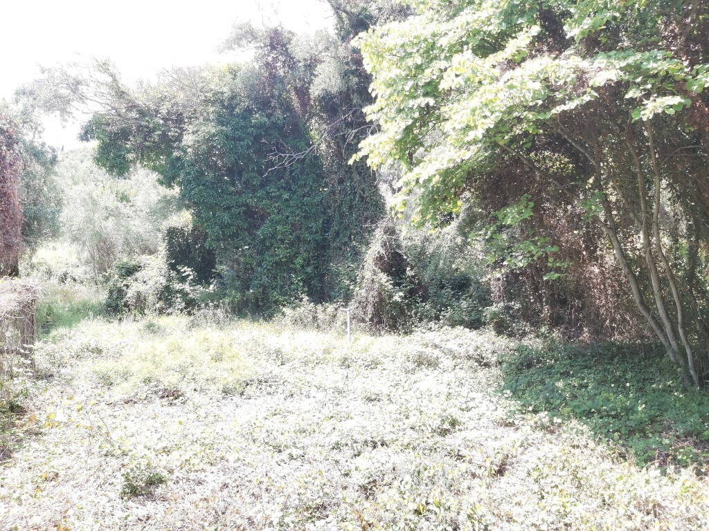 Land in Corfu, Corfu Prefecture, Greece – 51327
