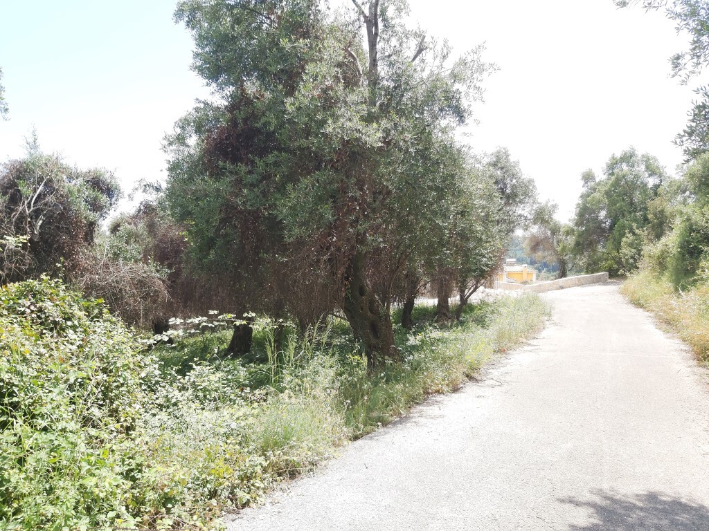 Land in Corfu, Corfu Prefecture, Greece – 51327