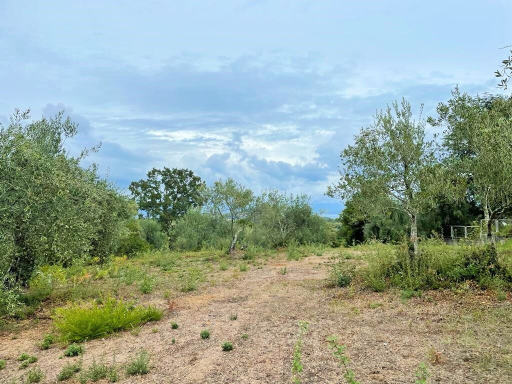 Land in Corfu, Corfu Prefecture, Greece – 51203