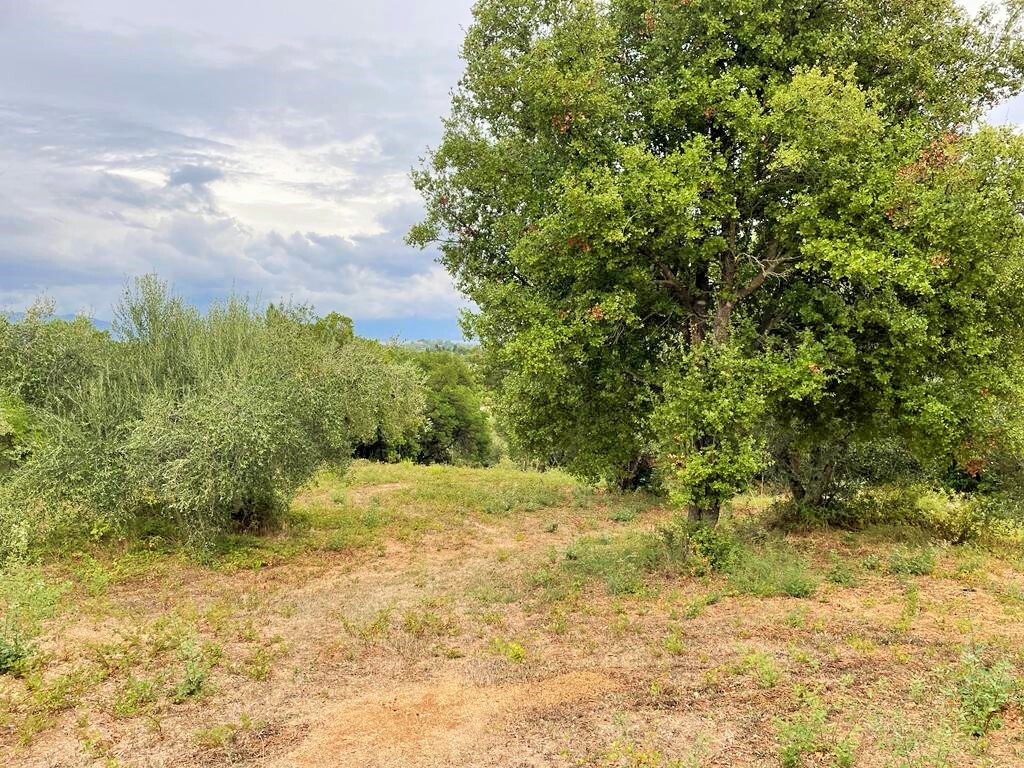 Land in Corfu, Corfu Prefecture, Greece – 51203