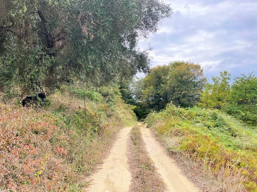 Land in Corfu, Corfu Prefecture, Greece – 51201