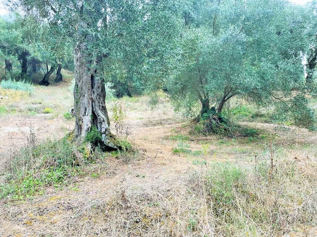 Land in Corfu, Corfu Prefecture, Greece – 51201