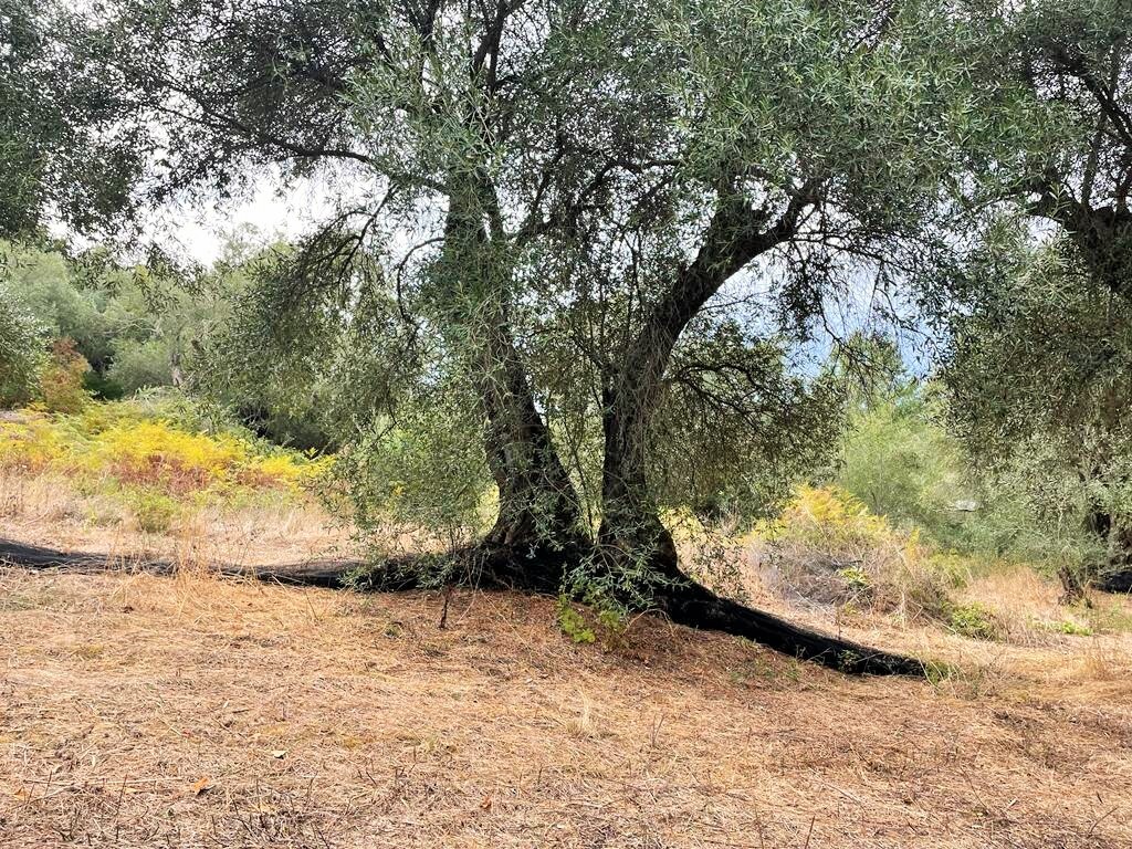Land in Corfu, Corfu Prefecture, Greece – 51201