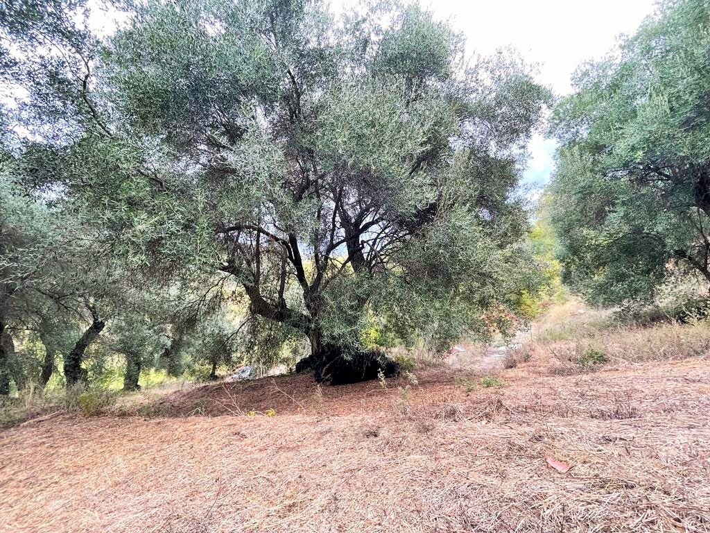 Land in Corfu, Corfu Prefecture, Greece – 51201