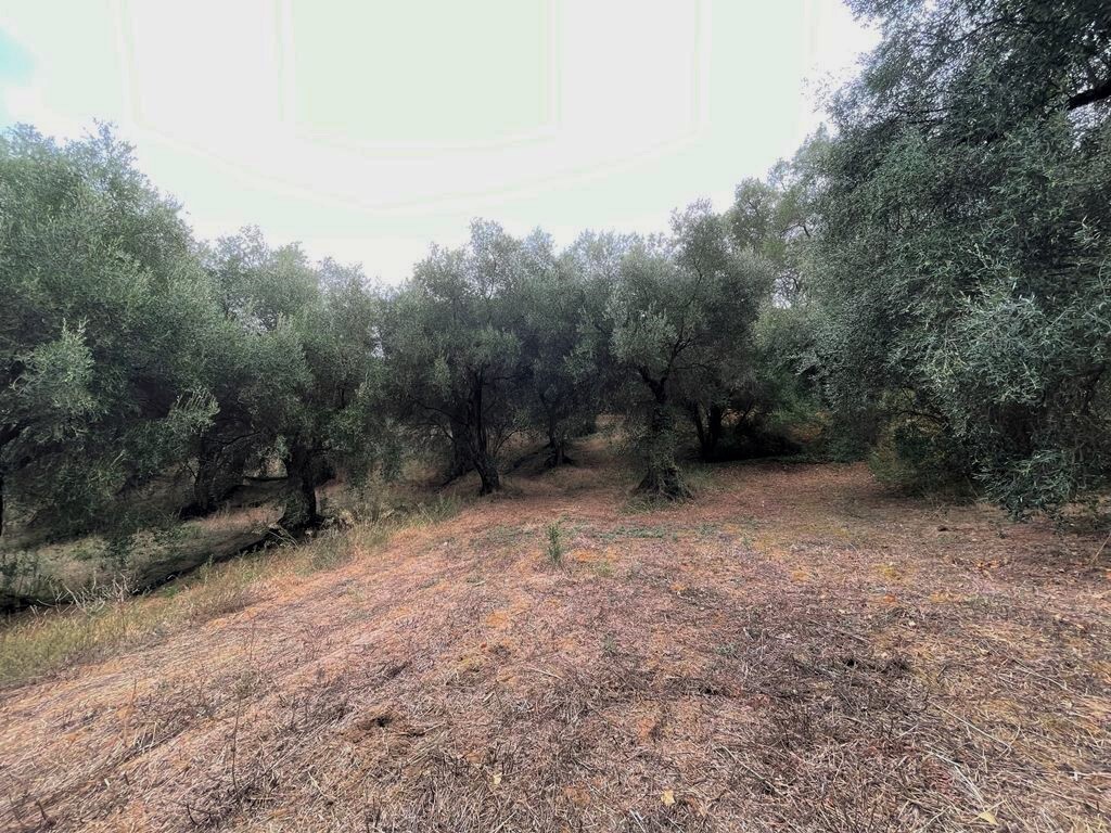 Land in Corfu, Corfu Prefecture, Greece – 51201