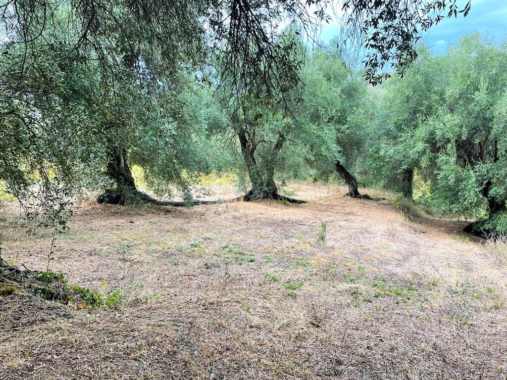 Land in Corfu, Corfu Prefecture, Greece – 51201