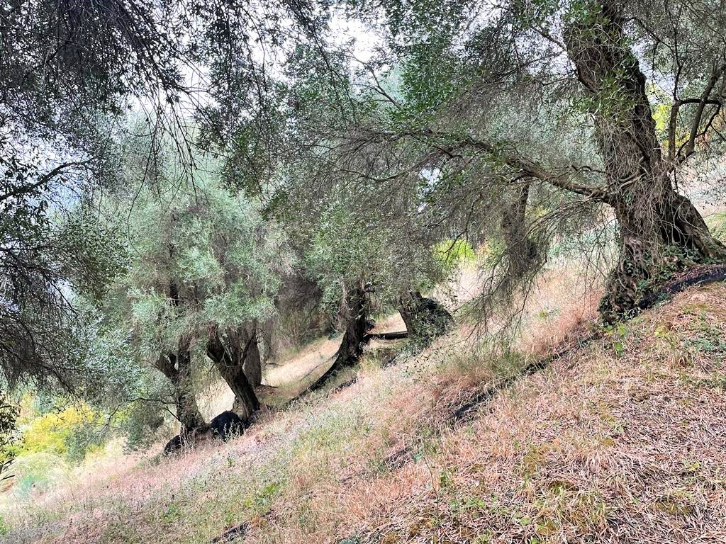 Land in Corfu, Corfu Prefecture, Greece – 51201