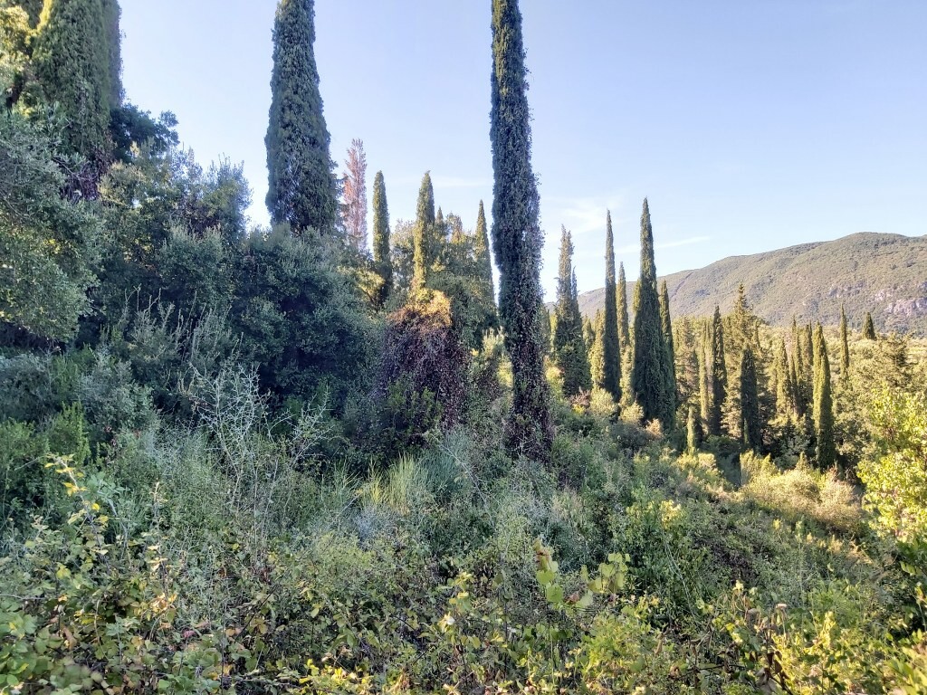 Land in Corfu, Corfu Prefecture, Greece – 51164