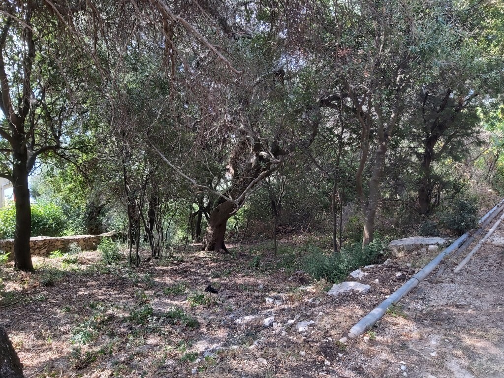 Land in Corfu, Corfu Prefecture, Greece – 50867